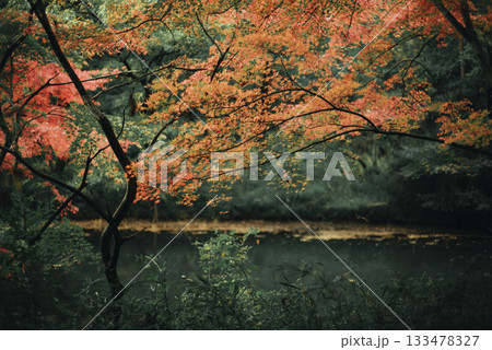 晩秋の雑木林の風景　国営武蔵丘陵森林公園　11月 133478327
