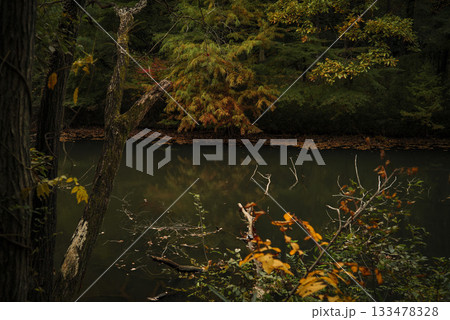 晩秋の雑木林の風景　国営武蔵丘陵森林公園　11月 133478328