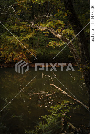 晩秋の雑木林の風景　国営武蔵丘陵森林公園　11月 133478330
