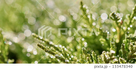 Green plant covered in many clear morning dew drops creating sparkling bokeh background outdoor Green plant covered in many clear morning dew drops creating sparkling bokeh background outdoor 133478340