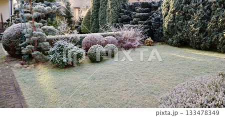 Frost covering garden lawn and evergreen plants in a suburban yard during a cold winter morning 133478349