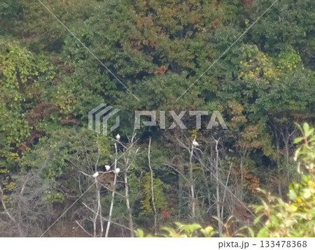トキがいる風景 133478368