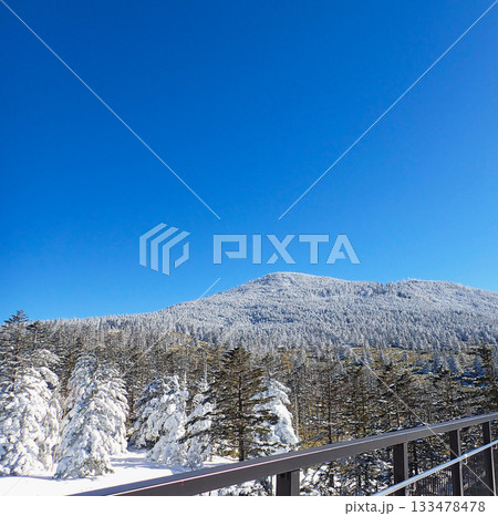 雪の積もった針葉樹 133478478