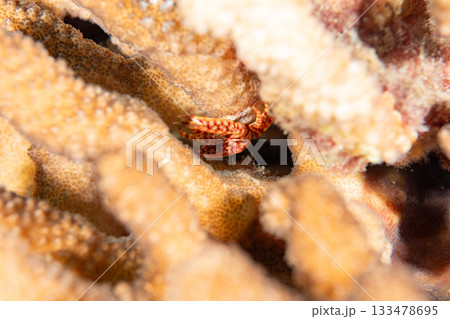 アミメサンゴガニ　小笠原 133478695