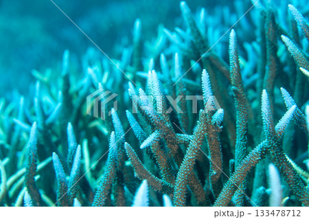 白化したエダサンゴ　小笠原 133478712