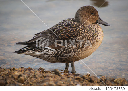 カモ カモ 133478780