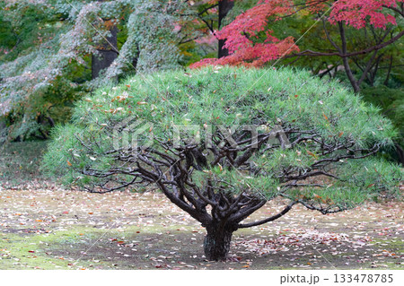 殿ヶ谷戸庭園 133478785