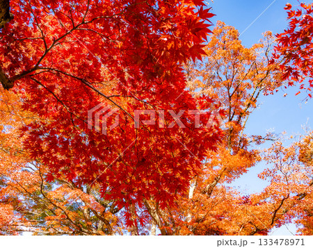 紅葉に染まる京都の寺院 133478971