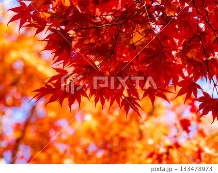 紅葉に染まる京都の寺院 紅葉に染まる京都の寺院 133478973
