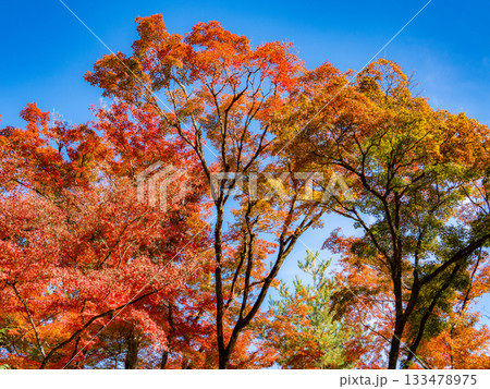 紅葉に染まる京都の寺院 133478975