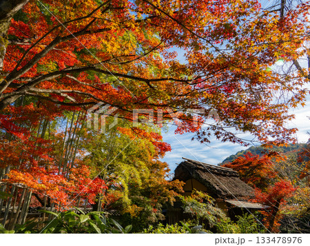 紅葉に染まる京都の寺院 紅葉に染まる京都の寺院 133478976