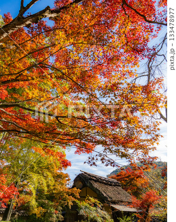 紅葉に染まる京都の寺院 133478977