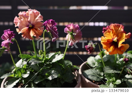 おしゃれなフリルパンジーの花 133479010