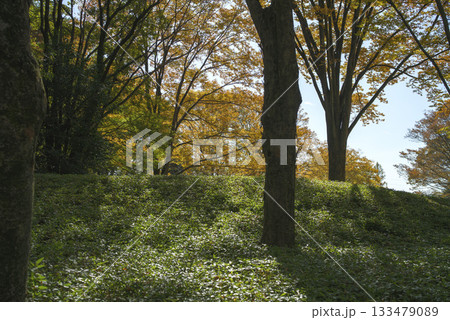 晩秋の雑木林の風景　国営武蔵丘陵森林公園　11月 133479089