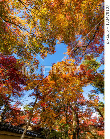 秋色に染まる京都の寺院 133479107