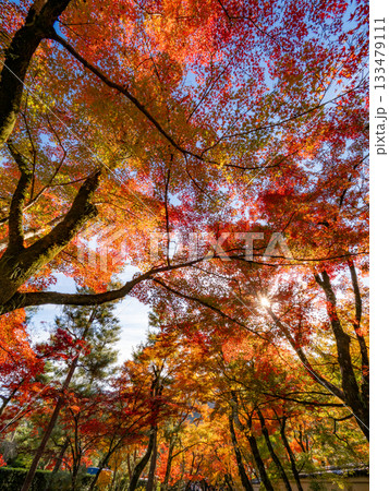 秋色に染まる京都の寺院 133479111