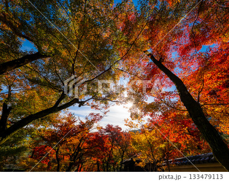 秋色に染まる京都の寺院 秋色に染まる京都の寺院 133479113