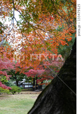 秋の殿ヶ谷戸庭園 秋の殿ヶ谷戸庭園 133479125