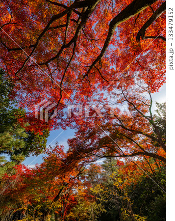 秋色に染まる京都の秋 133479152
