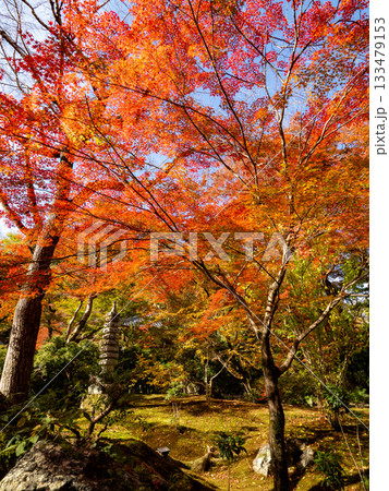 秋色に染まる京都の秋 133479153