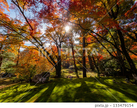 秋色に染まる京都の秋 133479154