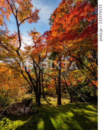 秋色に染まる京都の秋 133479155