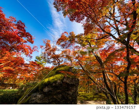秋色に染まる京都の秋 133479157