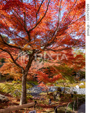 秋色に染る京都の秋 秋色に染る京都の秋 133479209