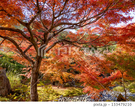 秋色に染る京都の秋 133479210