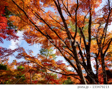 秋色に染る京都の秋 秋色に染る京都の秋 133479213