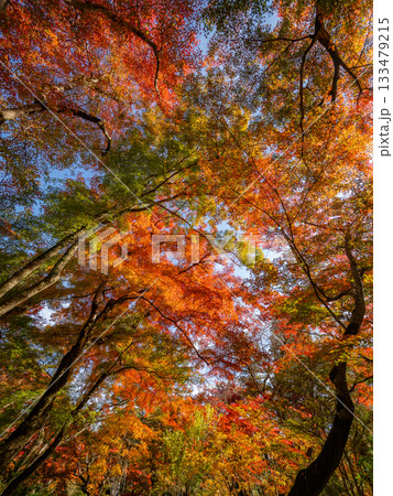 秋色に染る京都の秋 133479215