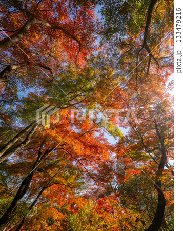 秋色に染る京都の秋 133479216