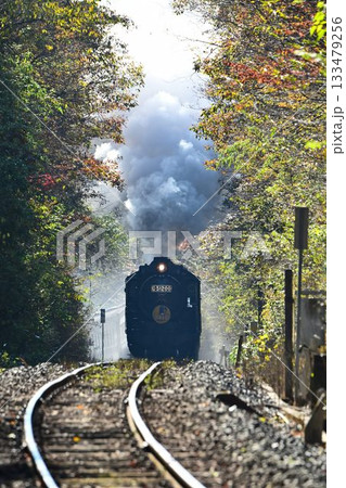 SLやまぐち号 紅葉映える 逆篠目 田代トンネルを抜け 篠目へ下る SLやまぐち号 紅葉映える 逆篠目 田代トンネルを抜け 篠目へ下る 133479256