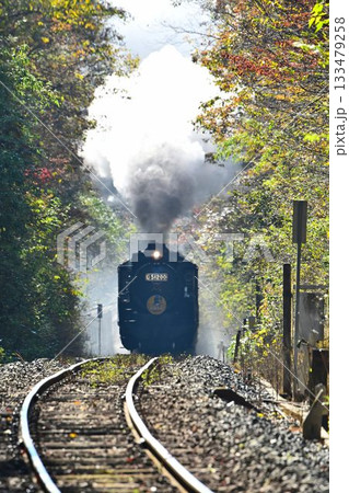 SLやまぐち号 紅葉映える 逆篠目 田代トンネルを抜け 篠目へ下る SLやまぐち号 紅葉映える 逆篠目 田代トンネルを抜け 篠目へ下る 133479258