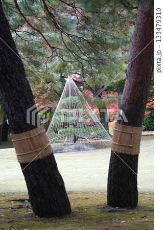 秋の殿ヶ谷戸庭園 133479310