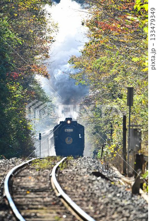 SLやまぐち号 紅葉映える 逆篠目 田代トンネルを抜け 篠目へ下る SLやまぐち号 紅葉映える 逆篠目 田代トンネルを抜け 篠目へ下る 133479349