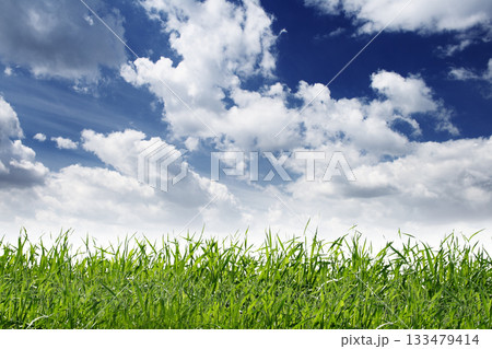 field field 133479414