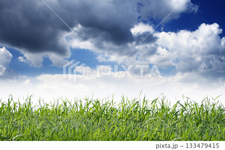 field field 133479415