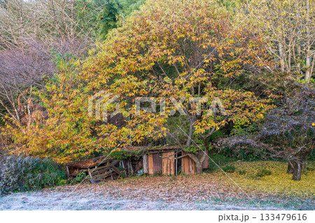 日本の鳥取県のとても美しい秋の風景 133479616