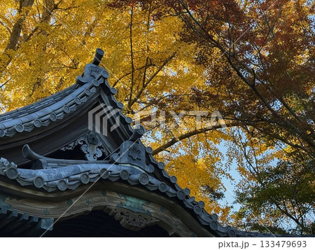 三渓園にある旧天瑞寺寿塔覆堂と大銀杏 三渓園にある旧天瑞寺寿塔覆堂と大銀杏 133479693