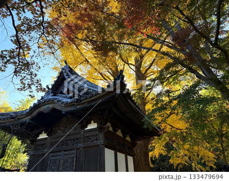 三渓園にある旧天瑞寺寿塔覆堂と大銀杏 三渓園にある旧天瑞寺寿塔覆堂と大銀杏 133479694