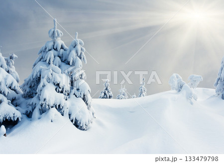 winter trees winter trees 133479798