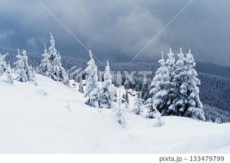 winter trees 133479799