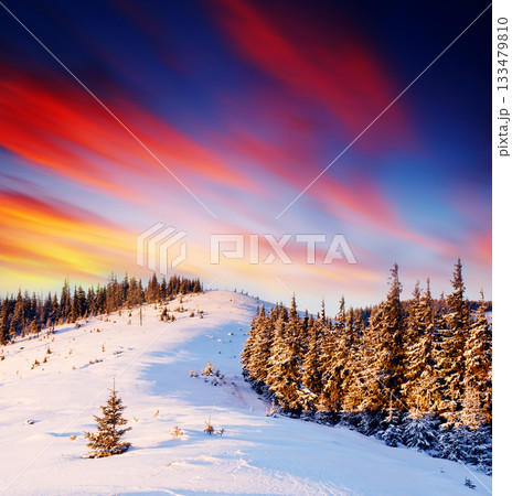winter landscape 133479810