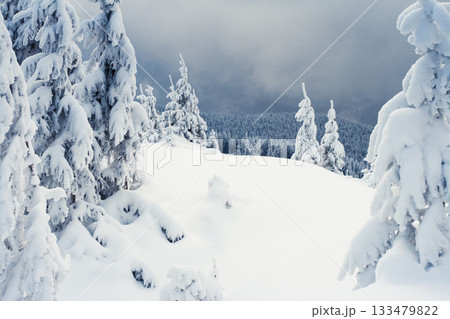 winter trees winter trees 133479822