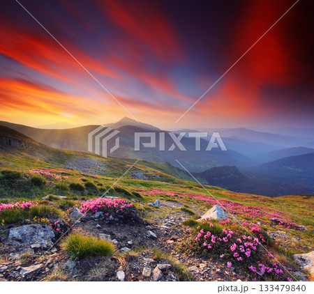 misty morning 133479840