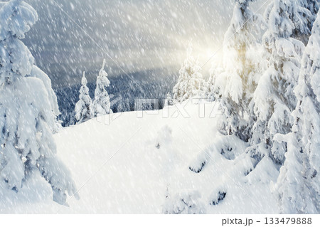 winter trees winter trees 133479888