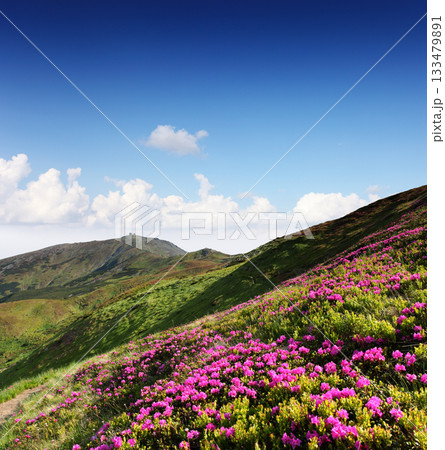 flowers flowers 133479891