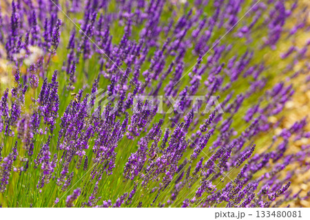 Lavender fields in bloom in Provence Lavender fields in bloom in Provence 133480081
