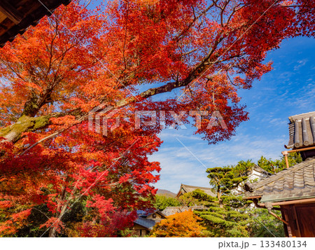 秋色に染る京都の寺院 秋色に染る京都の寺院 133480134